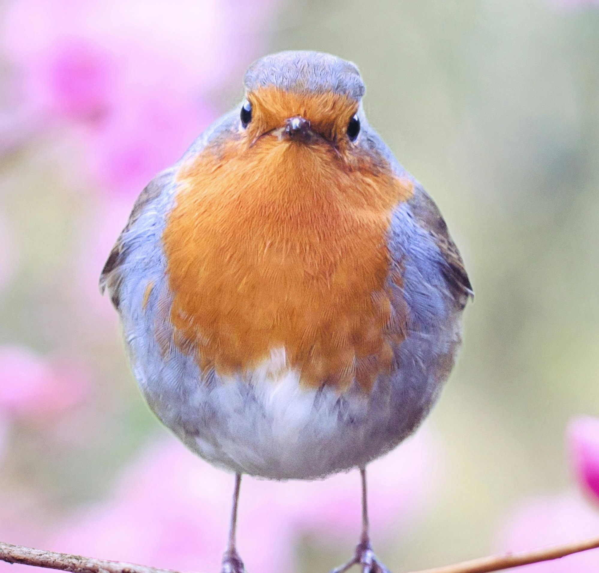 Robin