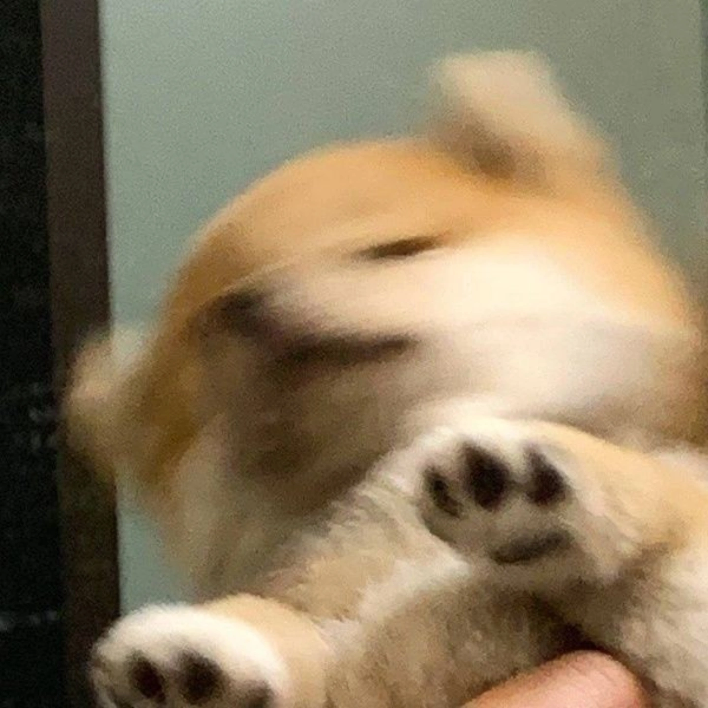 芸兒