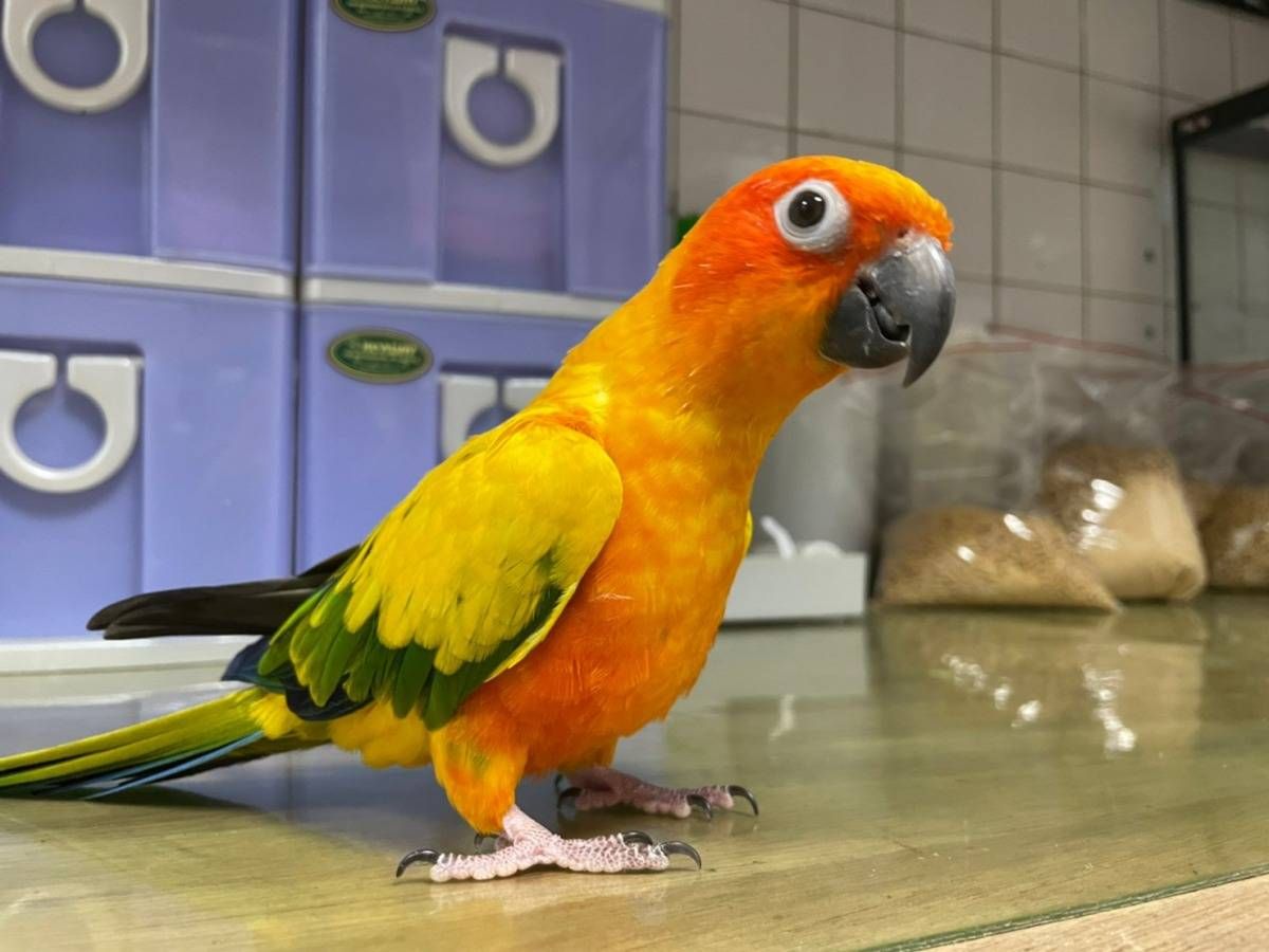 有夠雞巴的鳥
