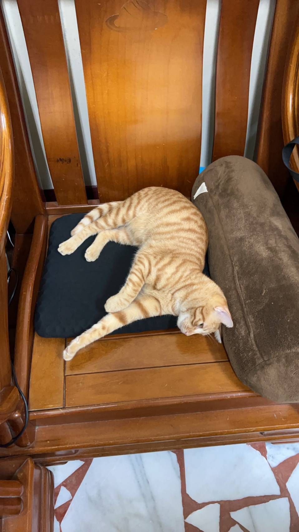 樊振東