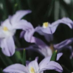 魔女的下僕